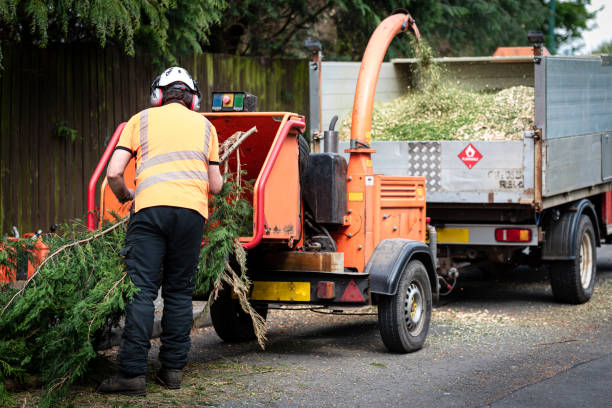 Best Grass Overseeding  in USA